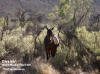 Finke Gorge NP - Wild Horse